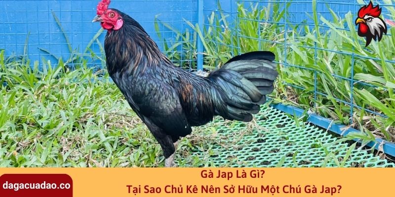 Gà Jap Là Gì? Tại Sao Chủ Kê Nên Sở Hữu Một Chú Gà Jap?