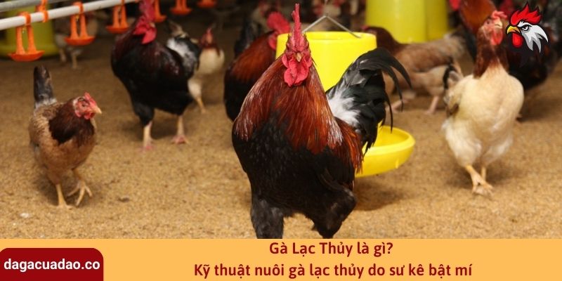 Gà Lạc Thủy là gì? Kỹ thuật nuôi gà lạc thủy do sư kê bật mí