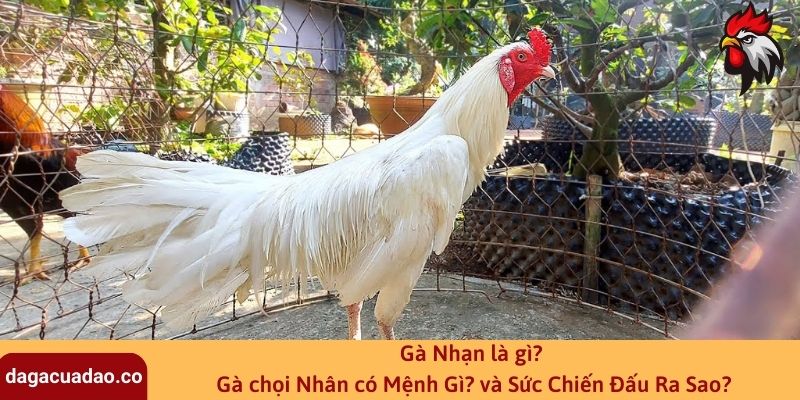 Gà Nhạn là gì? Gà chọi Nhân có Mệnh Gì? và Sức Chiến Đấu Ra Sao?