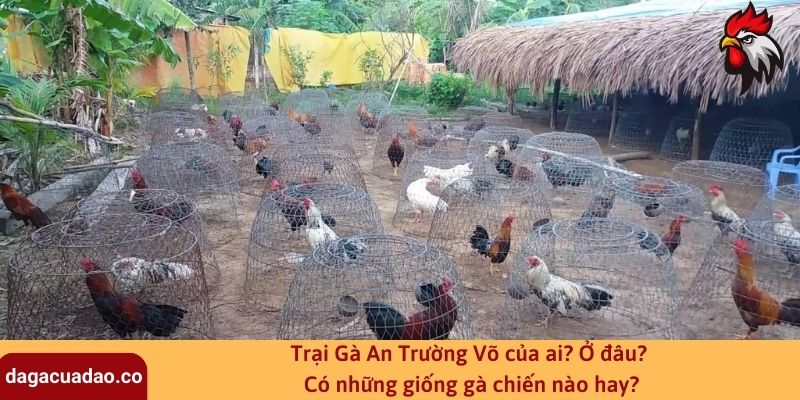 Trại Gà An Trường Võ của ai? Ở đâu? Có những giống gà chiến nào hay?