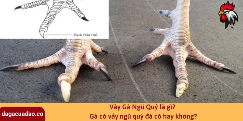 Vảy Gà Ngũ Quỷ là gì? Gà có vảy ngũ quý đá có hay không?