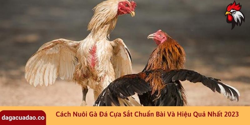 cách nuôi gà đá cựa sắt