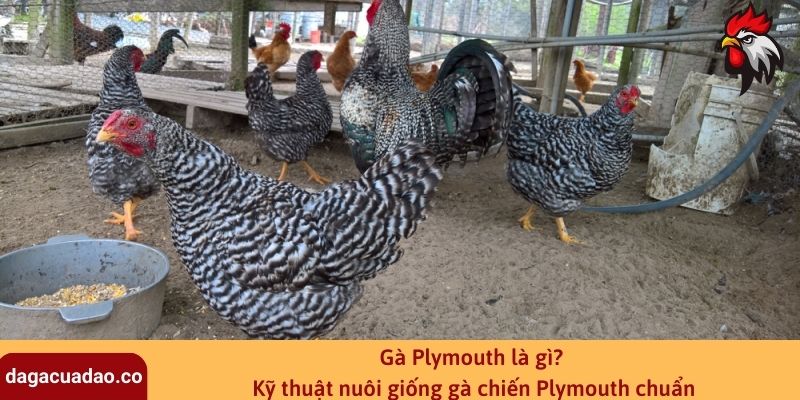 Gà Plymouth là gì? Kỹ thuật nuôi giống gà chiến Plymouth chuẩn