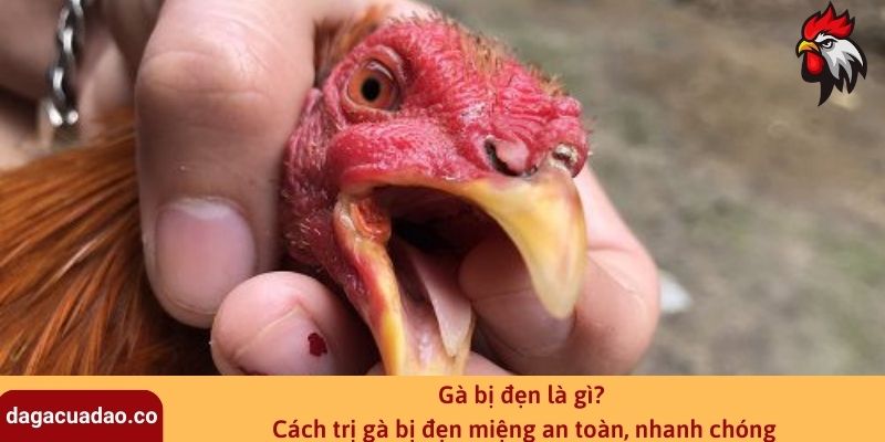 Gà bị đẹn là gì? Cách trị gà bị đẹn miệng an toàn, nhanh chóng