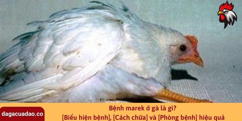 Bệnh marek ở gà là gì? [Biểu hiện bệnh], [Cách chữa] và [Phòng bệnh] hiệu quả