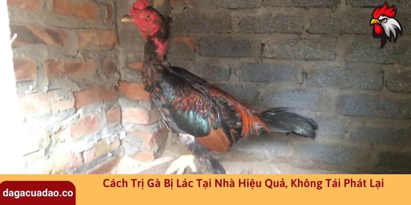 Cách Trị Gà Bị Lác Tại Nhà Hiệu Quả, Không Tái Phát Lại