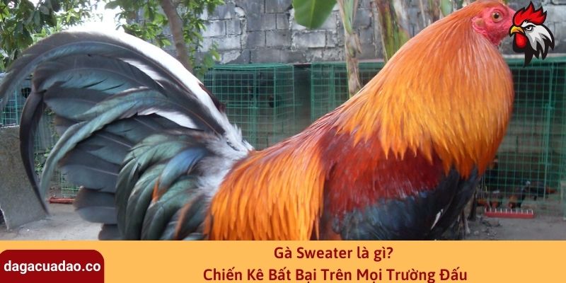 Gà Sweater được các sư kê săn đón để đào tạo thành chiến thần hùng mạnh ở mọi sới gà trên thế giới. Theo dõi thông tin sau để chọn một chú gà thuần chủng. Gà Sweater là gì? Chiến Kê Bất Bại Trên Mọi Trường Đấu Gà Sweater được mệnh danh là chiến kê bất bại trong mọi trường đấu với thể lực bền bỉ, mạnh mẽ và kỹ thuật cực tốt. Vậy giống gà này có nguồn gốc từ đâu, cách chọn và nuôi như thế nào cho đúng cách? Tất cả sẽ được bật mí trong bài viết sau đây của Đá gà cựa dao. Bạn đừng bỏ lỡ những thông tin hữu ích này để trở thành một sư kê chuyên nghiệp, đào tạo ra những chú gà chiến cực mạnh. Giới thiệu khái quát về giống gà Sweater Gà Mỹ Sweater được lai tạo bởi Sweater Mcginnis, một thiếu niên có niềm đam mê mãnh liệt với các trận đá gà đẳng cấp. Vào năm 1920, anh đã thành công ga gục được chiến kê huyền thoại của Henry Wortham và đem về chiến thắng thuyết phục. Giống gà này có ¾ dòng máu của gà Hatch và ⅓ từ gà Kelso. Từ đó, chúng trở thành chiến thần bất bại trên mọi trận đấu trên các trường đấu thế giới. Giới thiệu khái quát về giống gà Mỹ Sweater Có thể vì lẽ đó mà gà Sweater nhanh chóng được săn đón trên thị trường Nam Mỹ và Mexico sau đó lan rộng sang các nước châu Á như Philippines. Cho tới hiện tại, những thần kê thuần chủng này không hề suy giảm sức chiến đấu, ngược lại ngày càng trở nên mạnh mẽ. Đặc điểm của gà Sweater Gà gốc Mỹ Sweater thuần chủng thường có những đặc điểm nổi bật sau. Những dấu hiệu này sẽ giúp bạn phân biệt được gà có thuần chủng hay không. Mặt khác, để tránh các sới gà gian lận, thay bằng giống gà khác, bạn cũng nên chuẩn bị những kiến thức cơ bản. Đối với gà trống Trong giới gà chiến, gà Sweater là giống gà bị lai tạo nhiều nhất. Phổ biến nhất là thường lai tạo với các dòng gà khác như: Kelso, Hatch và Gino. Vì vậy, nên sức mạnh cũng bị giảm dần. Vì để đảm bảo sức chiến đấu của gà, bạn cần phải chọn giống gà thuần chủng. Trước tiên, đặc điểm nhận biết của gà trống. Giống đực thường có chân màu vàng, thỉnh thoảng cũng sẽ có những con sở hữu đôi chân màu trắng. Phần đầu gà tròn hơn các giống khác, mồng dâu, toàn bộ lông đuôi và cánh đều có màu trắng. Thân hình than, cơ bắp săn chắc, di chuyển nhanh nhẹn. Đặc biệt, đôi cánh của gà giống Mỹ vô cùng khỏe khoắn nên khả năng bay cực tốt. Đây là điểm cộng giúp những chiến kê ra đòn nhanh gọn và dứt khỏa. Bản tính hiếu chiến luôn ẩn chứa sau thân hình vạm vỡ, oai vệ của thần kê. Đối với gà trống Đối với gà mái Gà Sweater mái có nhiều điểm tương đồng so với về các đặc điểm bên ngoài. Phần đuôi gà hơi ngắn, cong vút. Bộ lông óng mượt thể hiện gà có sức khỏe rất tốt. Những chú gà mái sở hữu phong thái ủy mị, nhẹ nhàng, không oai vệ giống như gà trống. Song song với đó, khả năng đẻ và ấp trứng của gà mái được đánh giá cao, góp phần tạo ra những chiến kê trong tương lai. Bên cạnh sản lượng trứng lớn, chất lượng gà con sau khi được ấp và trưởng thành phần lớn đều khỏe mạnh. Nếu bạn muốn gà nhanh chóng nở có thể sử dụng tới lồng ấp. Gà con Những chú gà con di truyền những bản chất mạnh mẽ và sự nhanh nhẹn, hiếu chiến của bố. Gà Sweater ở 4 tuần tuổi đã có thể phân biệt rõ ràng về ngoại hình, đặc điểm. Lông gà có màu vàng óng mượt, mào mới nhú đã có màu đỏ dâu bắt mắt. Đặc biệt, đôi mắt sắc lạnh ánh lên tinh thần chiến đấu rất dễ để phân biệt với các giống gà khác. Địa điểm mua gà Sweater Hiện nay để mua gà thuần chủng không phải là một điều dễ dàng. Nếu như bạn muốn sở hữu một chú gà chiến chất lượng thì có thể tham khảo những địa điểm bán tốt sau đây: Nhập trực tiếp từ Mỹ Trước hết, nếu nhập khẩu trực tiếp từ Mỹ thì khả năng cao sẽ đảm bảo được chất lượng của gà, không lo bị lai tạo. Đặc biệt, giá thành không bị độn lên quá cao. Tuy nhiên, đối với nước xa xôi như Việt Nam, quá trình vận chuyển những chú gà Sweater về nước sẽ gặp nhiều khó khăn. Nhập gà trực tiếp từ Mỹ Mua tại Việt Nam Trên thị trường Việt Nam hiện nay cũng xuất hiện nhiều địa điểm bán gà Sweater uy tín. Phương án này có vẻ khả thi hơn rất nhiều. Bởi vì, cách thức mua đơn giản dễ dàng, gặp trực tiếp người bán, được xem tận mắt và được khiếu nại nếu phát hiện hành vi gian dối. Tuy nhiên, ở bất cứ đâu cũng tồn tại gà bị lai tạo F2, F4 từ các cơ sở không uy tín. Do đó, bạn phải chọn những nơi được đánh giá cao, hoặc trực tiếp nhờ những sư kê dày dặn kinh nghiệm đi chọn cùng. Các trang trại gà Sweater nổi tiếng Bởi vì nhu cầu nuôi gà đá ở Việt Nam tăng cao, chính vì thế hình thức trang trại chuyên nuôi gà chọi cũng được mở rộng. Bạn không cần phải đi đâu xa cũng có thể chọn được ở các trang trại tại địa phương của mình. Hiện nay, ở Việt Nam có một số những trang trại nổi tiếng hàng đầu như trại gà Minh Trí với giá cả hợp lý, nhận ship toàn nước và đảm bảo chất lượng gà. Giá bán gà Sweater Vì gà có khả năng chiến đấu tốt, cả thể lực và ngoại hình đều được đánh giá cao. Do đó, giá gà cũng sẽ không ở mức thấp. Đối với gà 100% nhập khẩu từ Mỹ, có giấy tờ đàng hoàng có thể lên tới hàng chục triệu đồng. Nếu bạn chọn mua ở các trại gà Việt Nam, không bị tính thuế nhập khẩu thì giá dao động trong khoảng 3 - 5 triệu/ con. Bạn không nên tiết kiệm tiền mà chọn những con gà kém chất lượng vì như thế ảnh hưởng rất lớn tới những trận đấu sau này. Cách chăm sóc gà Sweater đạt tiêu chuẩn Gà chọi Mỹ thường có khả năng thích nghi môi trường rất tốt. Tuy nhiên, bạn không thể dựa vào yếu tố đó mà bỏ mặc không chăm sóc tốt. Dưới đây là một số những điểm cần chú ý khi nuôi giống gà đặc biệt này. Cách chăm sóc gà Sweater đạt tiêu chuẩn Chọn gà Sweater thuần chủng Bạn cần phải chọn đúng giống gà thuần chủng thì chúng mới có thể thích nghi được môi trường nhiệt đới như ở Việt Nam được. Không những thế còn đảm bảo được sức khỏe, không lây nhiễm các loại vi rút, nguồn bệnh lạ. Lựa chọn những chú gà có đôi mắt tinh anh, dáng đi tự tin, mạnh mẽ. Như vậy, gà mới có thể theo kịp những chế độ huấn luyện nghiêm khắc và trở thành chiến kê bất bại được. Thức ăn cung cấp cho gà Gà Sweater không kén ăn giống như những loài gà chọi khác, được đánh giá là dễ nuôi. Mọi người chỉ cần cung cấp đầy đủ các dưỡng chất cần thiết từ các loại cám, hạt, lúc. Ngoài ra, thi thoảng nên bổ sung các dưỡng chất khác từ các loại rau, đậu hạt, để hệ tiêu hóa hoạt động tốt hơn. Bởi vì đây là giống gà chiến, nên để bổ sung các chất dinh dưỡng cũng là điều quan trọng. Người nuôi nên thường xuyên thêm vào khẩu phần ăn thực phẩm nhiều protein như thịt bò, thịt lợn, chất đạm với tôm, cá,... Ngoài ra, sâu và các loại giun cũng là thức ăn bổ sung thể lực cho gà. Chuồng nuôi gà Chuồng gà nên được xây dựng chắc chắn, có mai che. Không gian nên được đảm bảo thoáng mát, có ánh sáng tự nhiên chiếu vào. Thường xuyên khử khuẩn chuồng trại để bổ sung vi khuẩn có lợi và ngăn chặn các thành phần gây hại cho sức khỏe của gà. Khí hậu thích hợp với gà Sweater Gà gốc Mỹ phù hợp với khí hậu nhiệt đới và ôn đới. Đây cũng là một lợi thế đối với Việt Nam. Tuy nhiên, vào mùa đông, bạn nên che chắn chuồng trại để gà không bị lạnh. Để cung cấp độ ấm cho chuồng, có thể sử dụng các loại đèn bóng vàng công suất vừa phải. Khí hậu thích hợp với gà Sweater Tiêm vắc xin phòng bệnh cho gà Đối với bất cứ loài gà nào cũng có nguy cơ mắc các bệnh truyền nhiễm phổ biến. Để đảm bảo gà Sweater được lớn lên khỏe mạnh, có sức đề kháng tốt với các lợi vi khuẩn, vi rút, bạn nên tiêm vắc xin phòng bệnh cho gà. Đưa gà tới các cơ sở thú y để được tiêm chủng đầy đủ, và nhận tư vấn, lời khuyên về các loại thuốc nên được sử dụng. Chọn hình thức nuôi gà Sweater hợp lý Bạn nên lựa chọn xây dựng chuồng ở khu đất trống, bằng phẳng có nhiều cây cối bao quanh để tạo bóng mát. Không gian bên ngoài rộng rãi thích hợp cho gà vận động, huấn luyện đôi chân nhanh nhạy, thỏa sức vận động. Chú ý tới hệ thống hàng rào bằng lưới sắt cao khoảng 3m bởi vì đôi cánh của gà Mỹ Sweater rất khỏe. Mật độ trung bình nuôi khoảng 4 con trên 1 mét vuông. Khả năng chiến đấu của dòng gà Mỹ Sweater Trong tất cả những loại gà chọi, gà Sweater được nhiều sư kê đánh giá cao về khả năng tung đòn hiểm. Tại các sới gà trên toàn thế giới như Philippines, Campuchia, Mexico, giống gà này thể hiện sức chiến đấu rất tốt, nên trong bảng thành tích luôn được xếp đầu. Chính vì thế, tên tuổi của gà giống Mỹ này luôn được nhiều người nhắc đến và ưu tiên đặt cược ở bất cứ trường đấu nào. Có thể nói, chúng chính là những thần kê bất bại, ngôi sao được các sư kê săn đón. Gà chọi Sweater có mặt trên mọi hình thức thi đấu từ đá gà cựa dao tới cựa tròn, cựa sắt hay thậm chí cả gà đòn. Với lợi thế là đôi cánh nhanh nhẹn giúp gà bay cao thích hợp để tung những cú đá trên không trong những trận đá cựa kịch tính. Bên cạnh đó, đôi chân khỏe mạnh giúp những chú gà này không ngần ngại bất cứ đối thủ nặng ký nào. Khả năng chiến đấu của dòng gà Sweater Chia sẻ những tips huấn luyện gà đá cực đỉnh Những thông tin trên giúp bạn hiểu hơn về gà chiến Sweater. Mặt khác, để sở hữu được những chú gà không sợ thử thách, cứng đầu chiến đấu, sư kê cần phải có những chiến thuật huấn luyện hợp lý mà khắc nghiệt. Một số những chia sẻ sau đây có thể giúp bạn đào tạo lên một chú gà Sweater bất khả chiến bại: Không ngại cho những chú gà luyện tập những khi thời tiết khắc nghiệt. Điều này giúp tăng khả năng chịu đựng của gà dù ở bất cứ nơi nào. Huấn luyện gà chạy bộ khoảng 1 tiếng hàng ngày lúc sáng sớm để luyện tập đôi chân chắc khỏe. Để luyện tập theo phương pháp này, bạn có thể sử dụng lồng và một chú gà đá khác ở bên cạnh để kích thích tính hiếu chiến của gà. Cách huấn luyện gà tiếp theo đó là luyện gà Sweater đá vần hơi. Sư kê bịt mỏ và và cựa để tránh thương tích. Sau đó buộc dây vào đầu gối của gà đảm bảo độ co giãn cho gà hoạt động. Làm tương tự như thế với một con gà khác. Cho 2 con vào đấu đá với nhau. Mặc dù như vậy sẽ hạn chế vận động nhưng lại luyện được cho gà khả năng giữ hơi thở ổn định, tìm những kẽ hở để phản công khi bị đưa vào thế bí. Chia sẻ những tips huấn luyện gà đá cực đỉnh Toàn bộ bài viết trên đã cập nhật các thông tin liên quan tới gà Sweater. Qua đây, bạn đã biết được nguồn gốc, cách chăn nuôi giống gà Mỹ này sao cho hợp lý. Ngoài ra, bạn cũng cần chú ý để chọn được giống gà tốt. Đừng quên theo dõi những trận đá gà đỉnh cao tại Đá gà cựa dao.