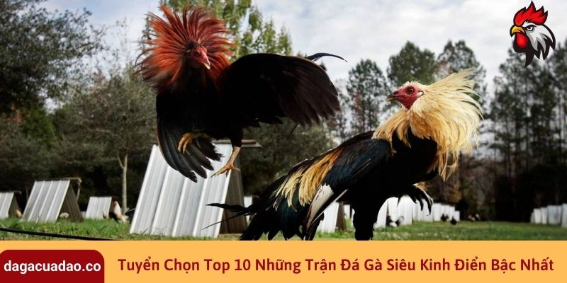 Tuyển Chọn Top 10 Những Trận Đá Gà Siêu Kinh Điển Bậc Nhất